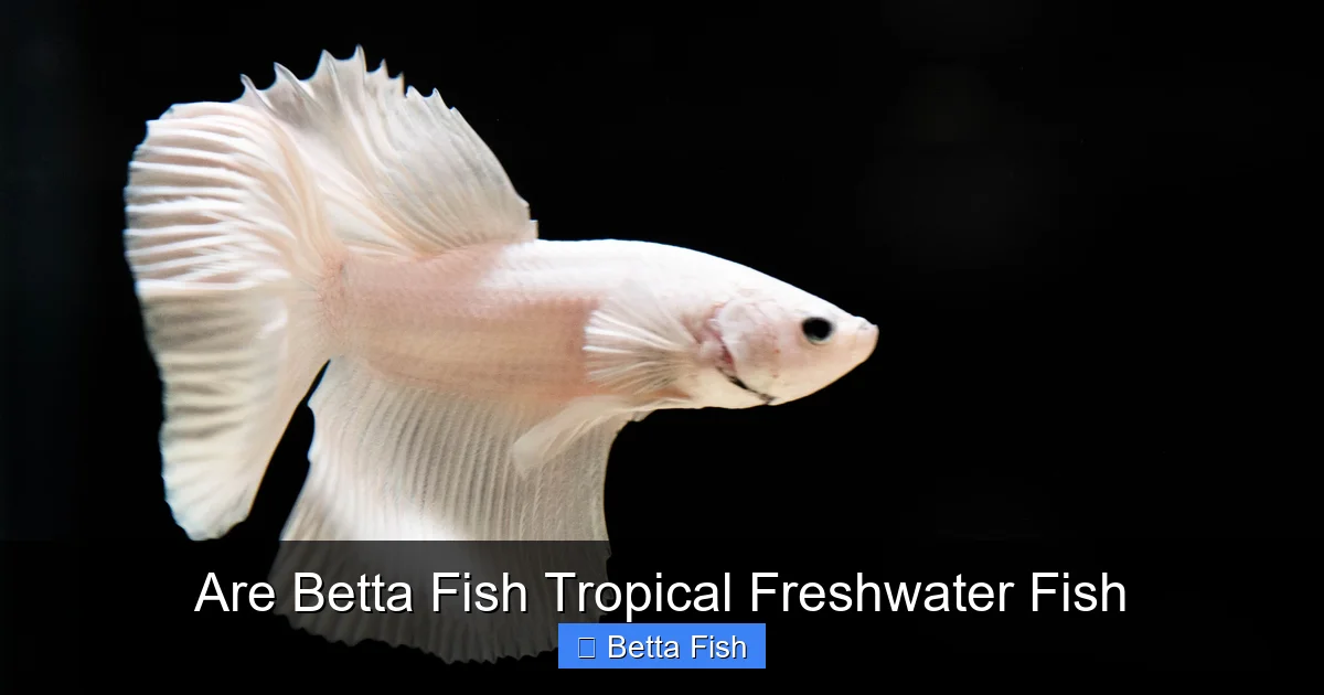 Are Betta Fish Tropical Freshwater Fish
