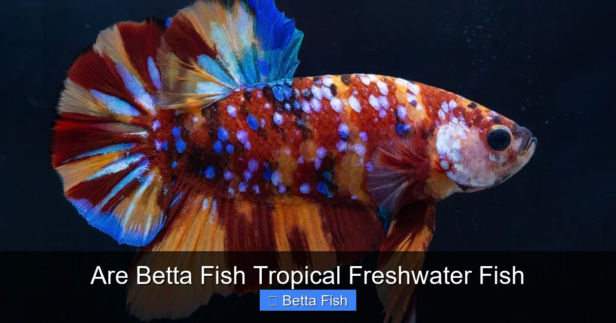Are Betta Fish Tropical Freshwater Fish