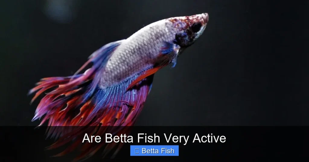 Are Betta Fish Very Active