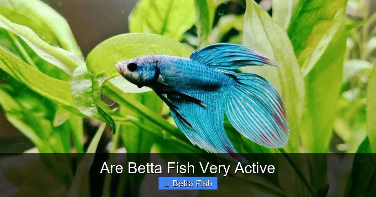 Are Betta Fish Very Active