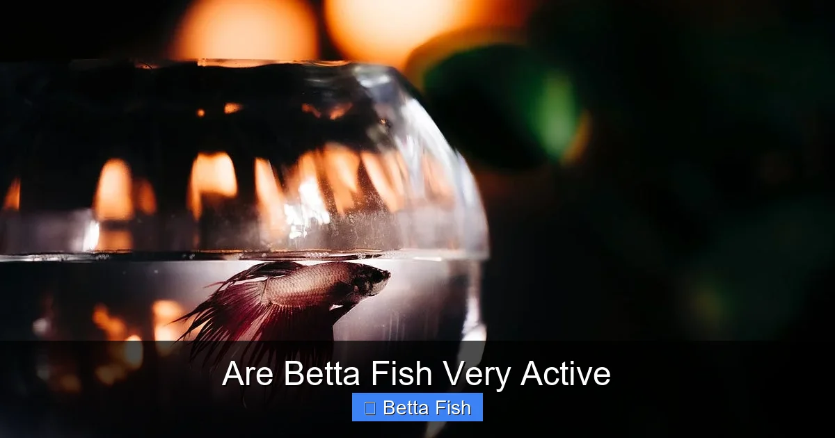 Are Betta Fish Very Active