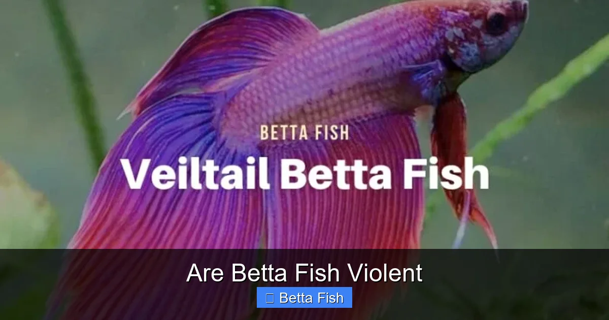 Are Betta Fish Violent