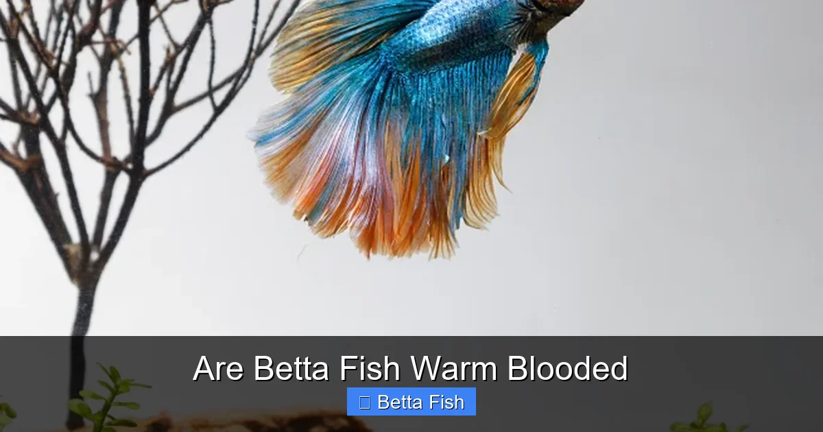 Are Betta Fish Warm Blooded