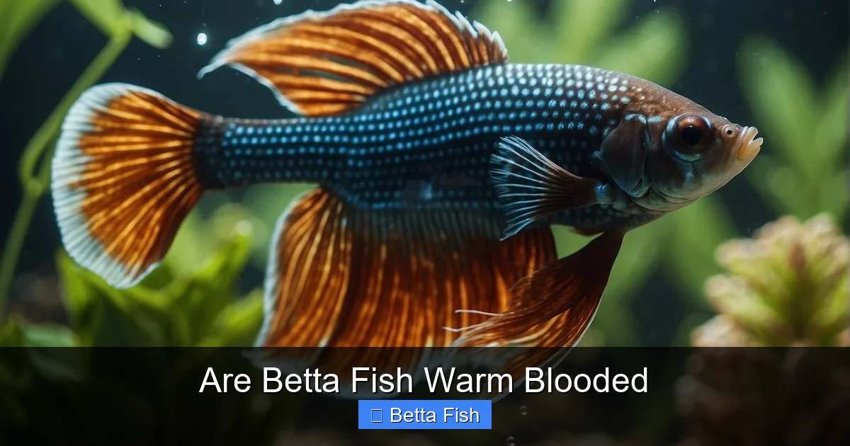 Are Betta Fish Warm Blooded