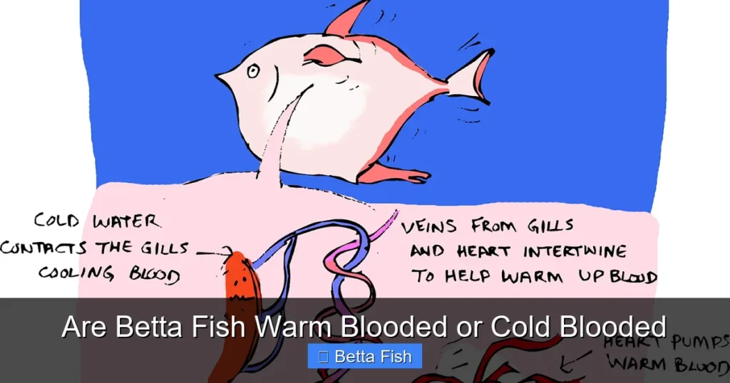 Are Betta Fish Warm Blooded or Cold Blooded