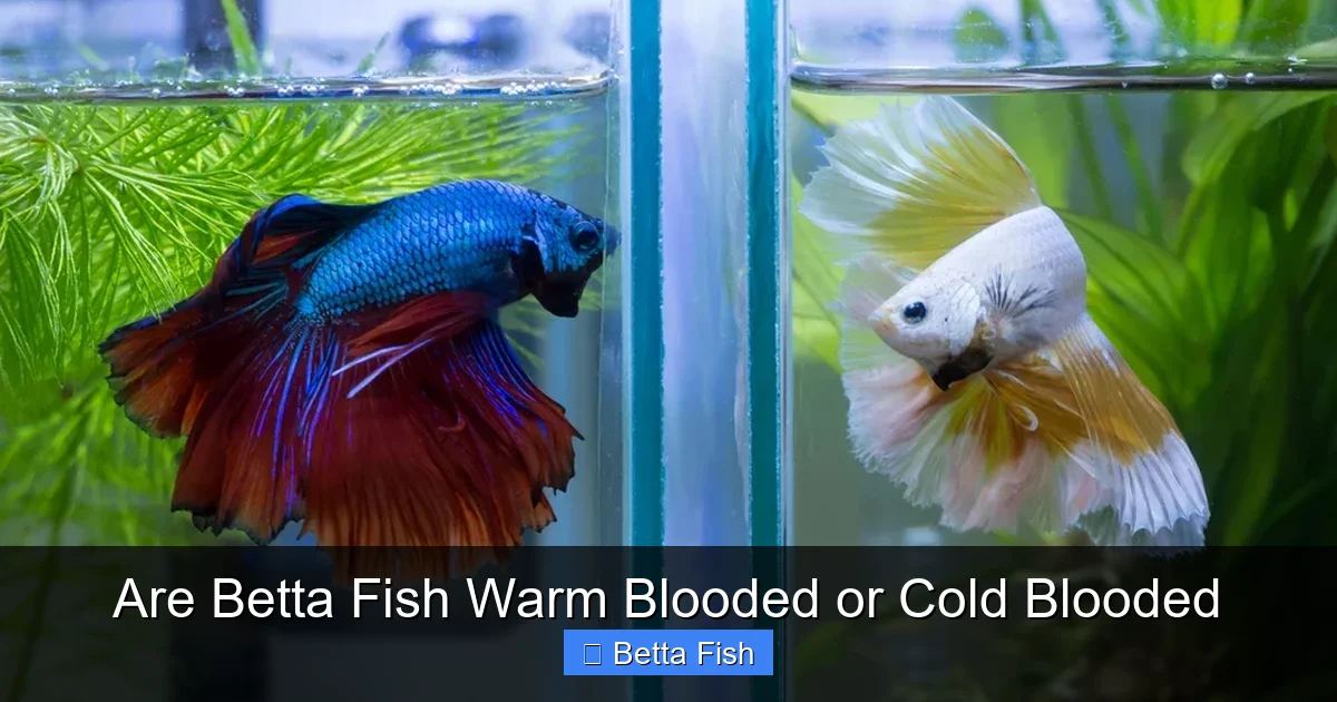 Are Betta Fish Warm Blooded or Cold Blooded