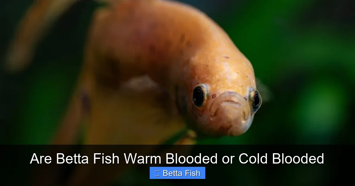 Are Betta Fish Warm Blooded or Cold Blooded