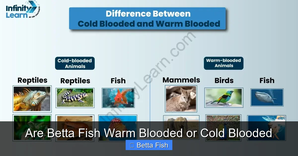 Are Betta Fish Warm Blooded or Cold Blooded