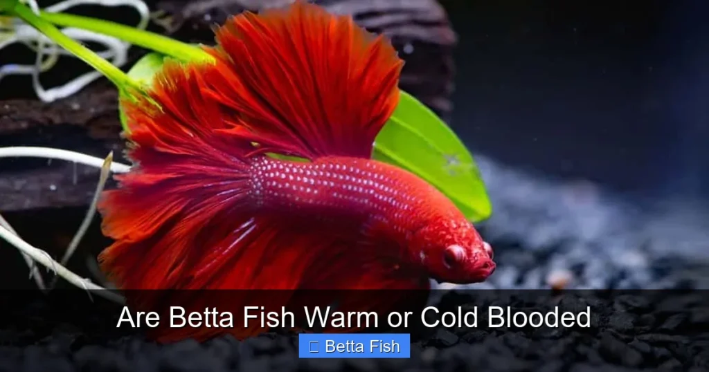 Are Betta Fish Warm or Cold Blooded