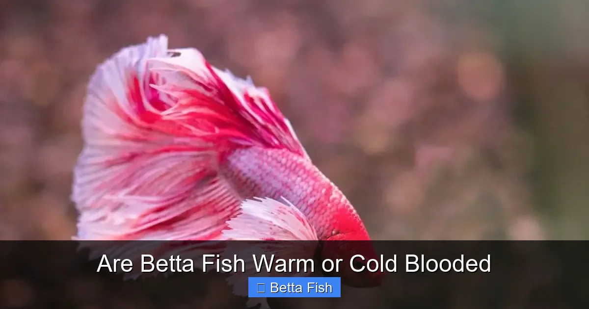 Are Betta Fish Warm or Cold Blooded