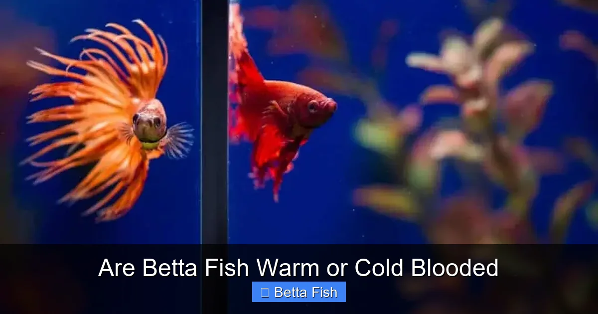 Are Betta Fish Warm or Cold Blooded