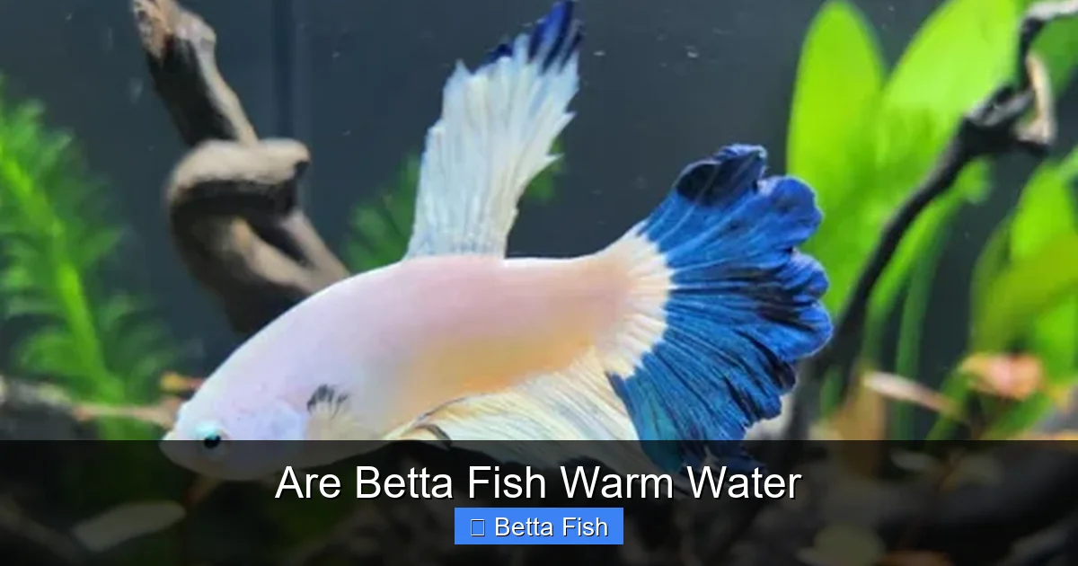 Are Betta Fish Warm Water