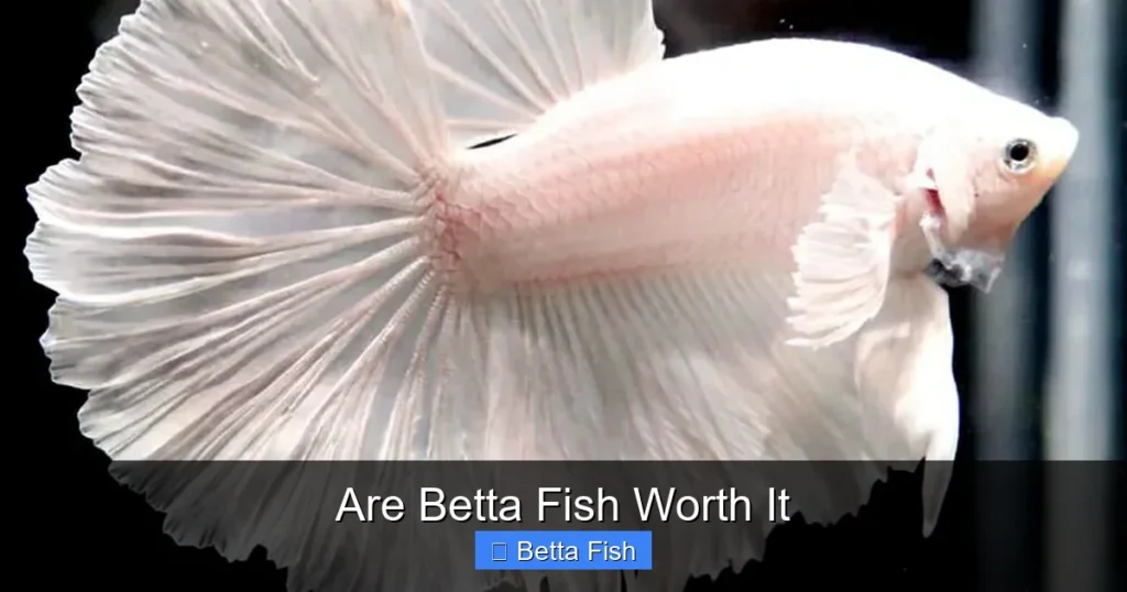 Are Betta Fish Worth It