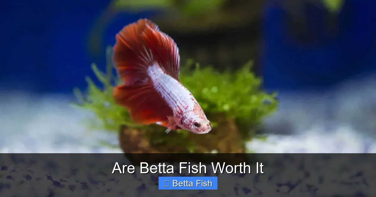 Are Betta Fish Worth It