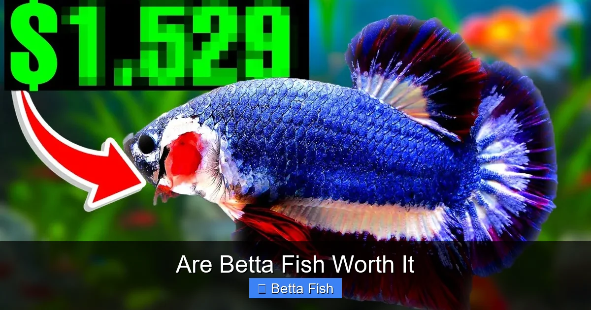 Are Betta Fish Worth It