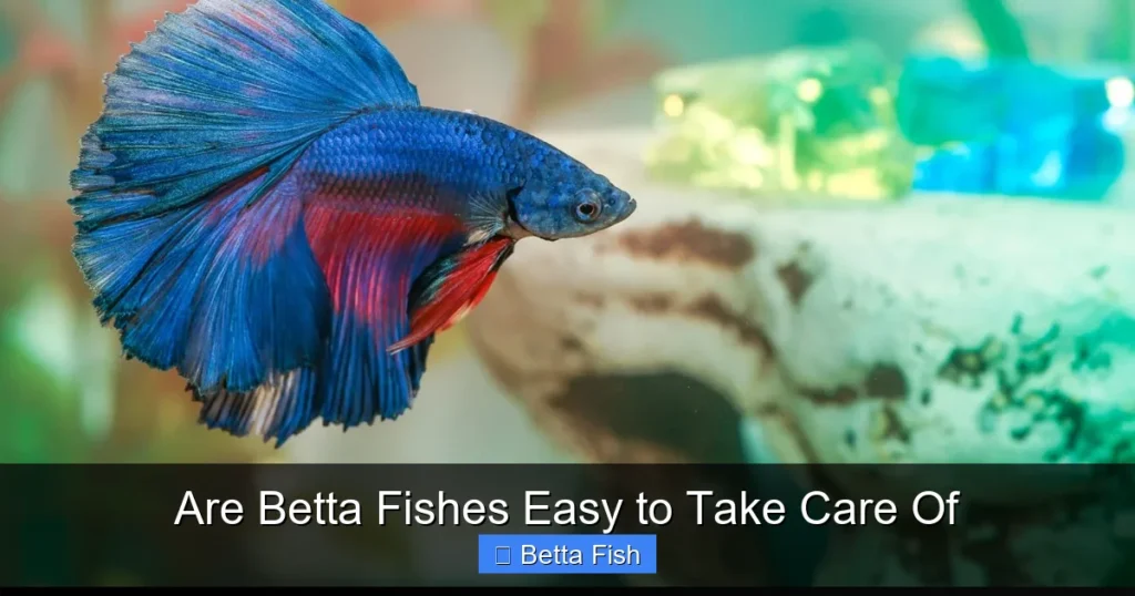 Are Betta Fishes Easy to Take Care Of