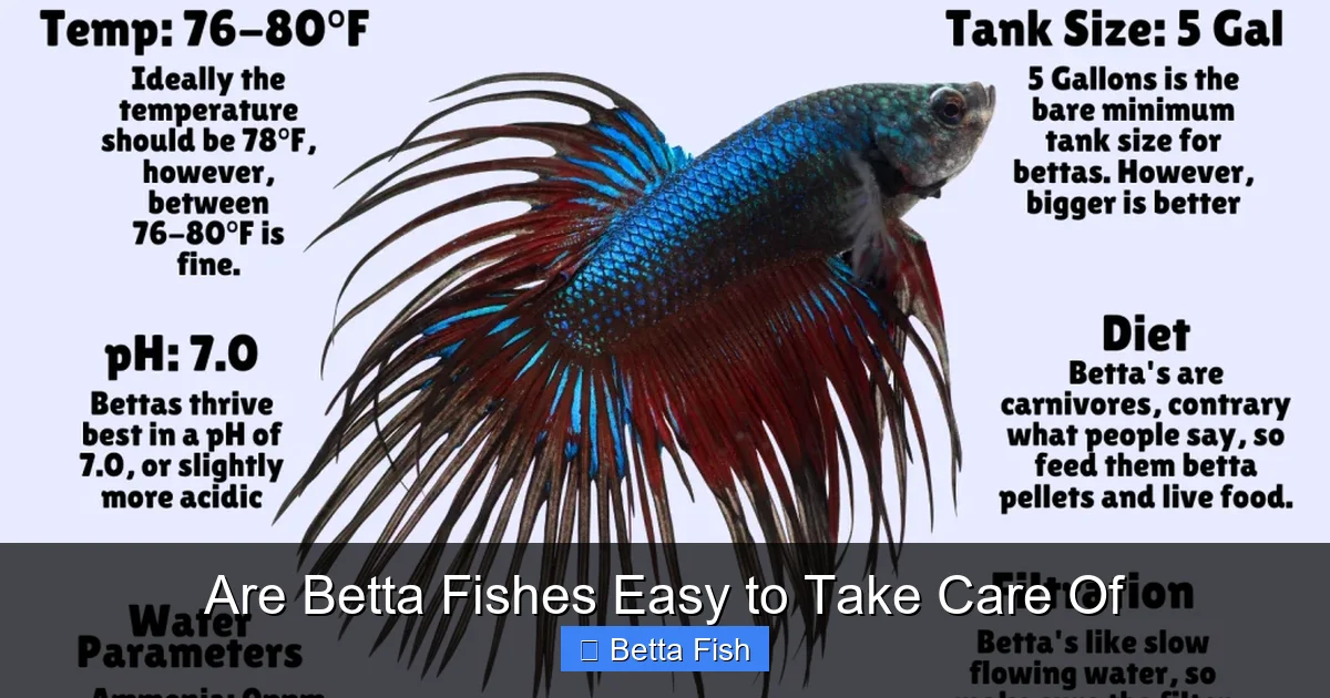 Are Betta Fishes Easy to Take Care Of