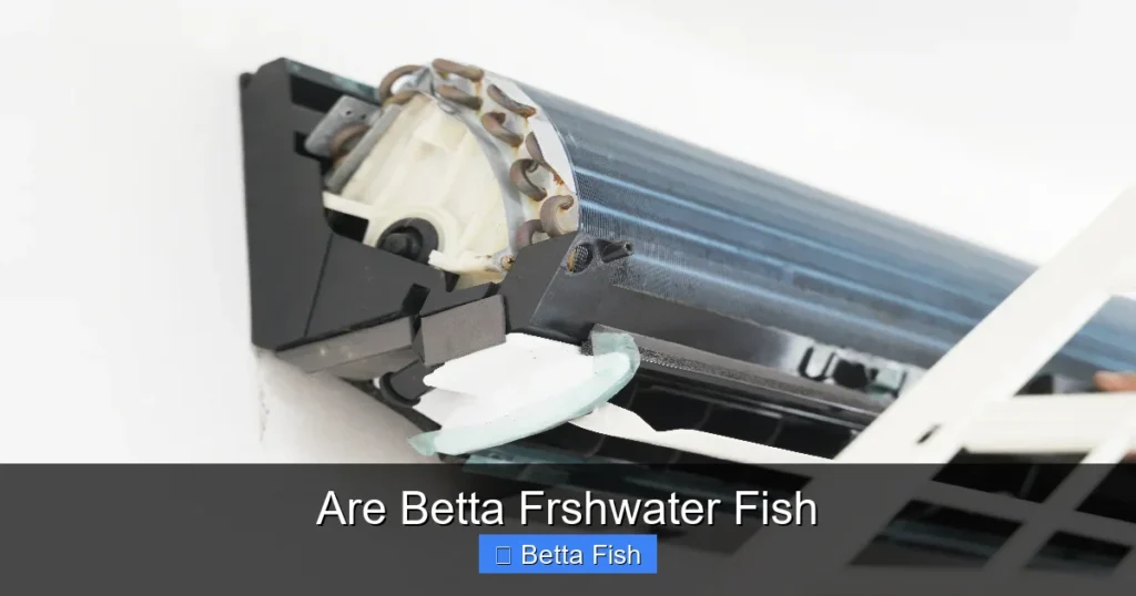 Are Betta Frshwater Fish