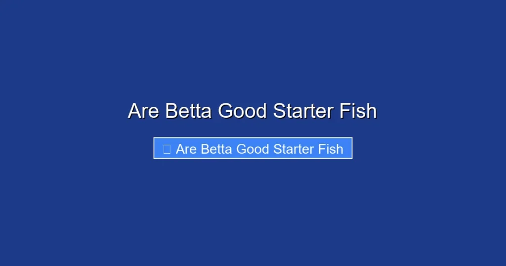 Are Betta Good Starter Fish