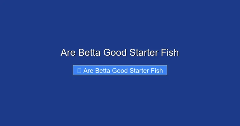 Are Betta Good Starter Fish