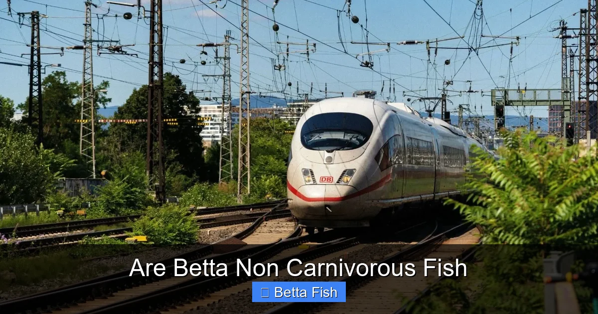 Are Betta Non Carnivorous Fish