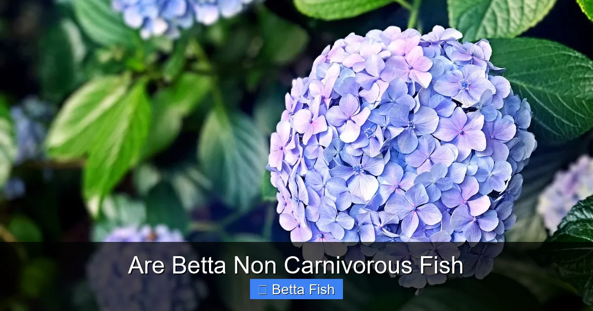 Are Betta Non Carnivorous Fish