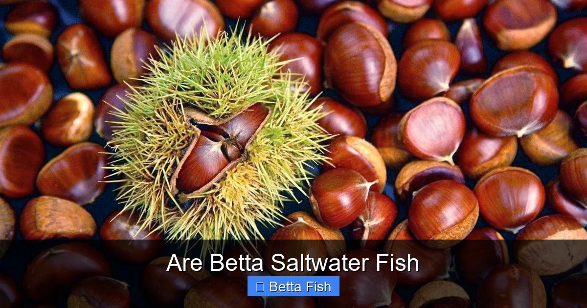 Are Betta Saltwater Fish