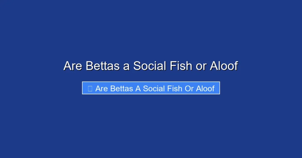 Are Bettas a Social Fish or Aloof