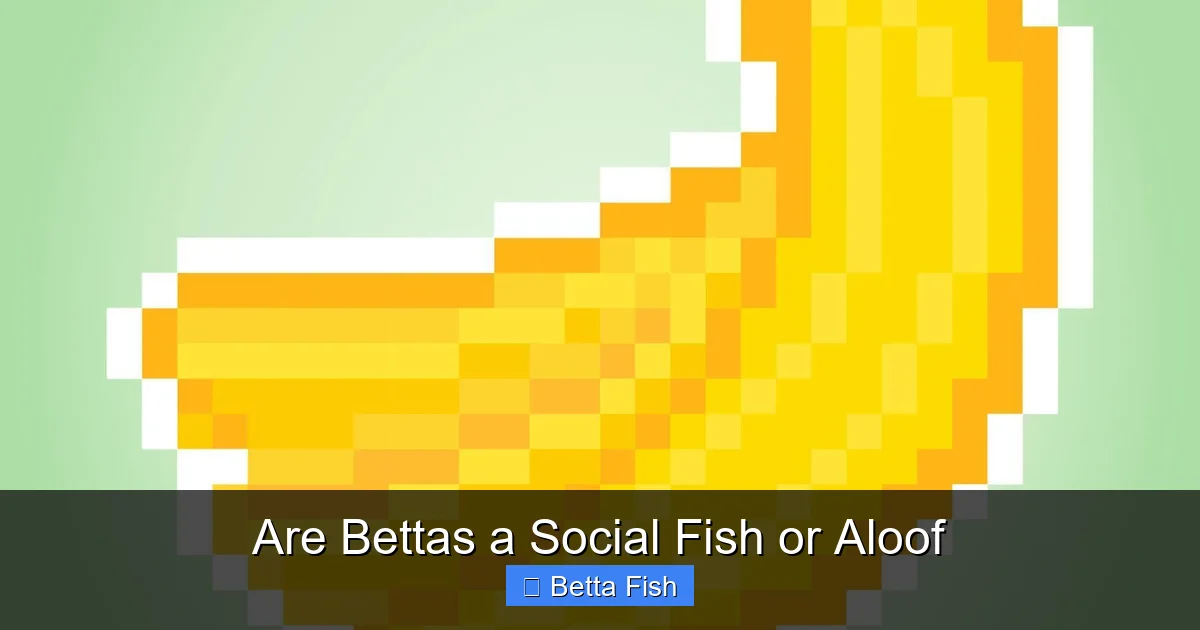 Are Bettas a Social Fish or Aloof