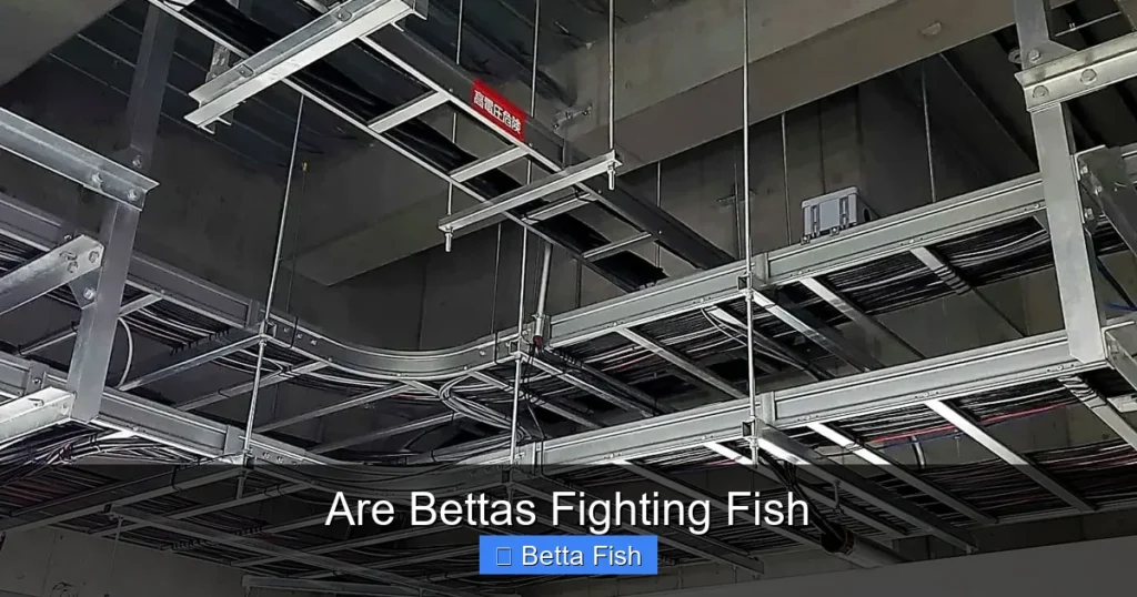 Are Bettas Fighting Fish