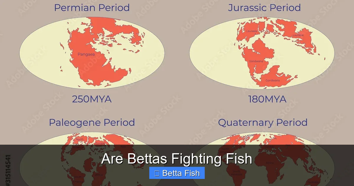 Are Bettas Fighting Fish