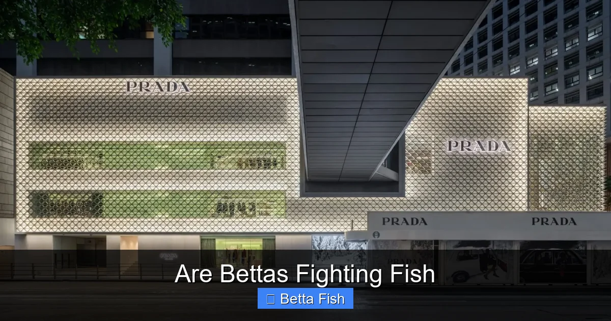 Are Bettas Fighting Fish