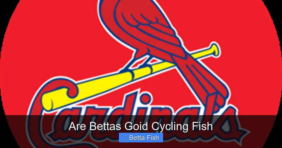 Are Bettas Goid Cycling Fish