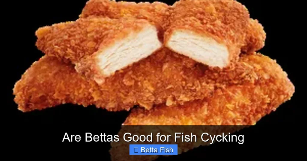 Are Bettas Good for Fish Cycking