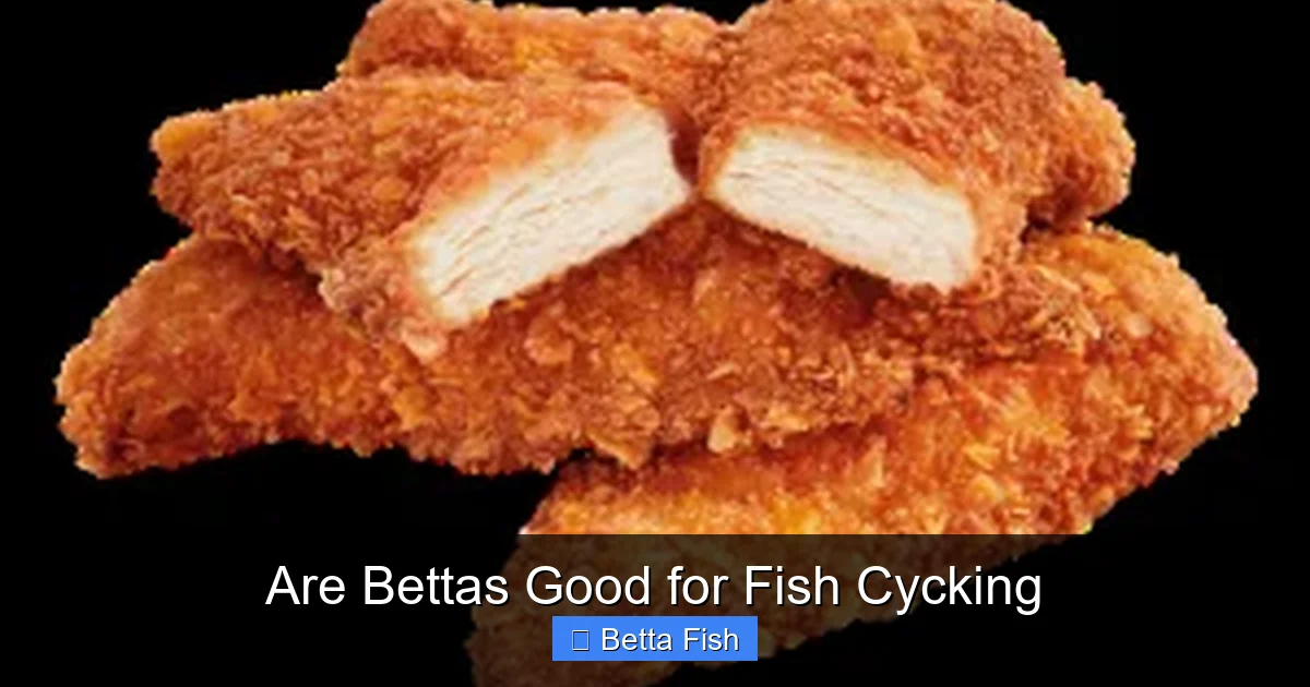 Are Bettas Good for Fish Cycking