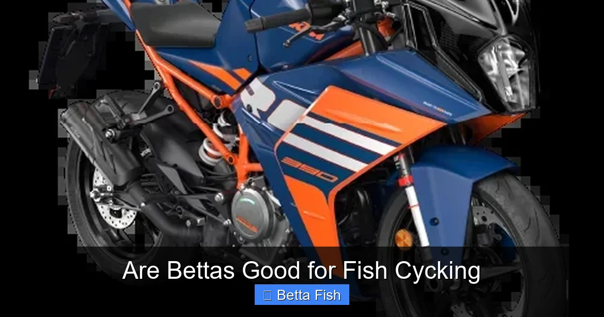 Are Bettas Good for Fish Cycking