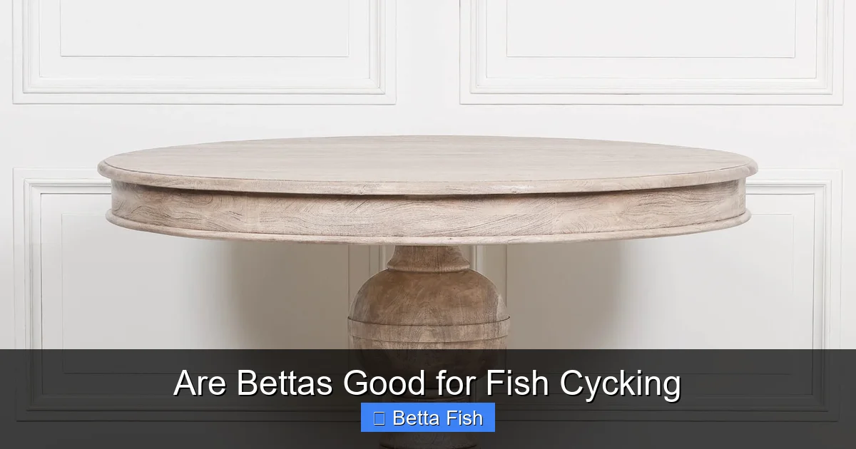 Are Bettas Good for Fish Cycking
