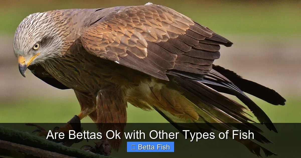 Are Bettas Ok with Other Types of Fish