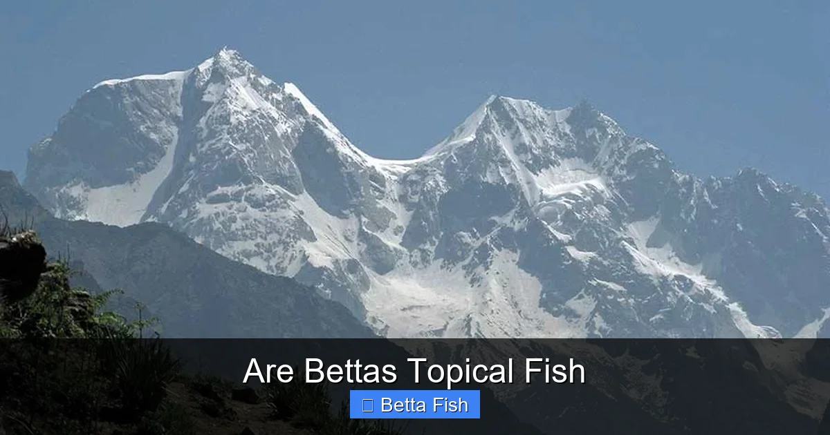 Are Bettas Topical Fish