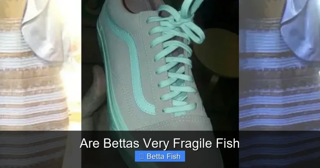 Are Bettas Very Fragile Fish