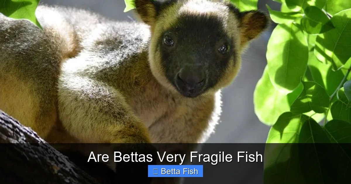 Are Bettas Very Fragile Fish