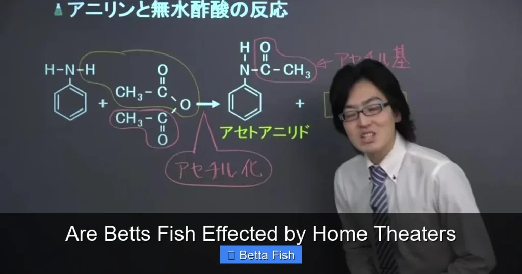 Are Betts Fish Effected by Home Theaters
