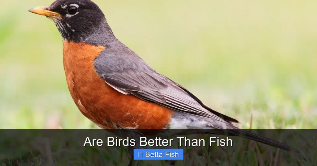 Are Birds Better Than Fish