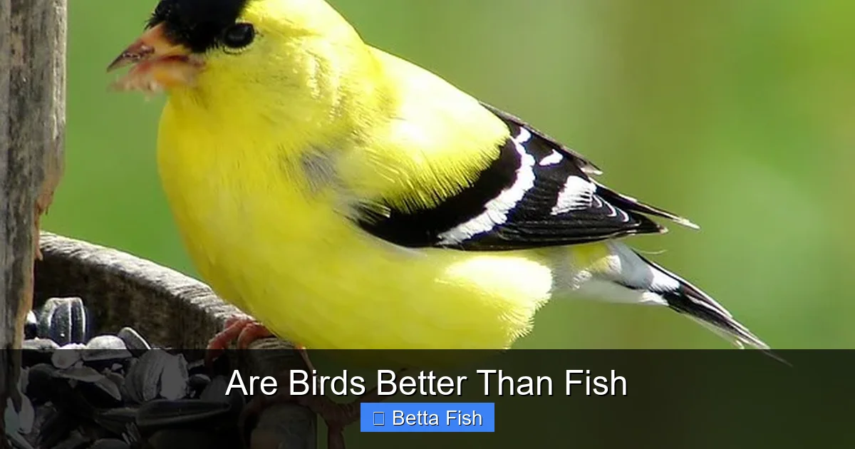 Are Birds Better Than Fish