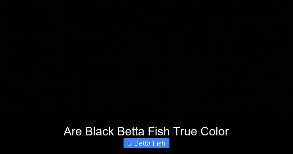 Are Black Betta Fish True Color