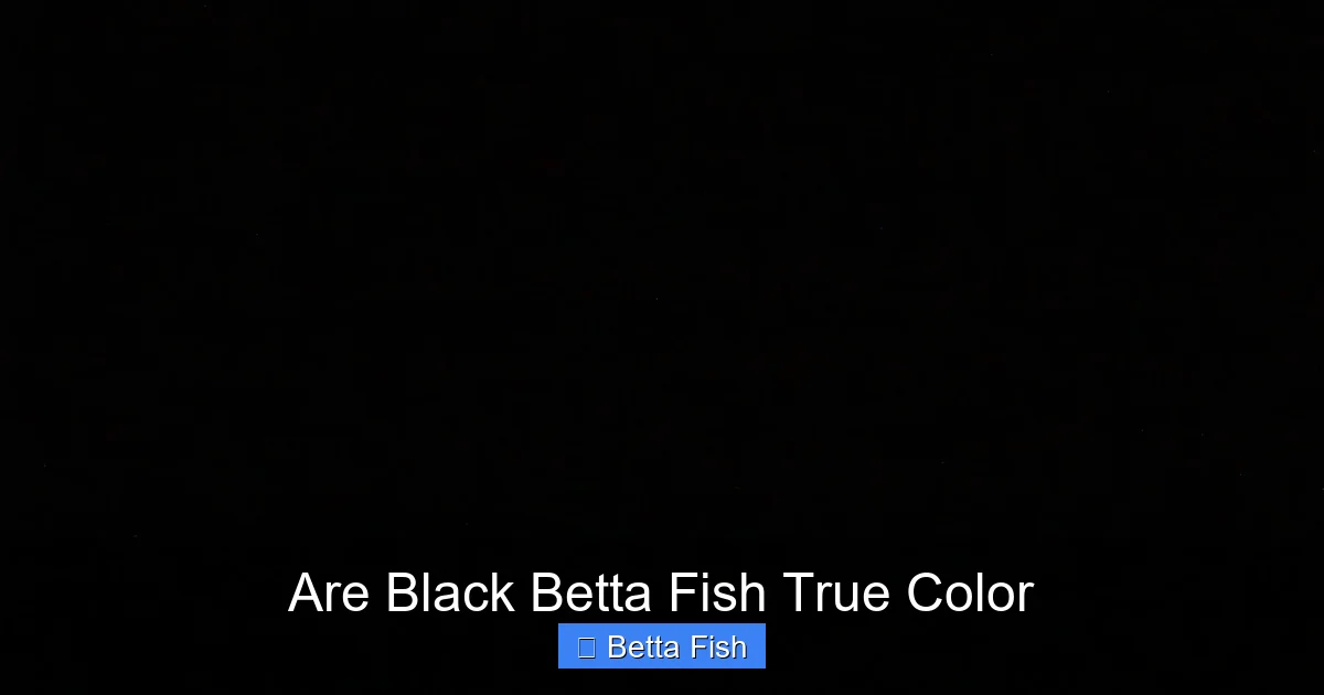 Are Black Betta Fish True Color