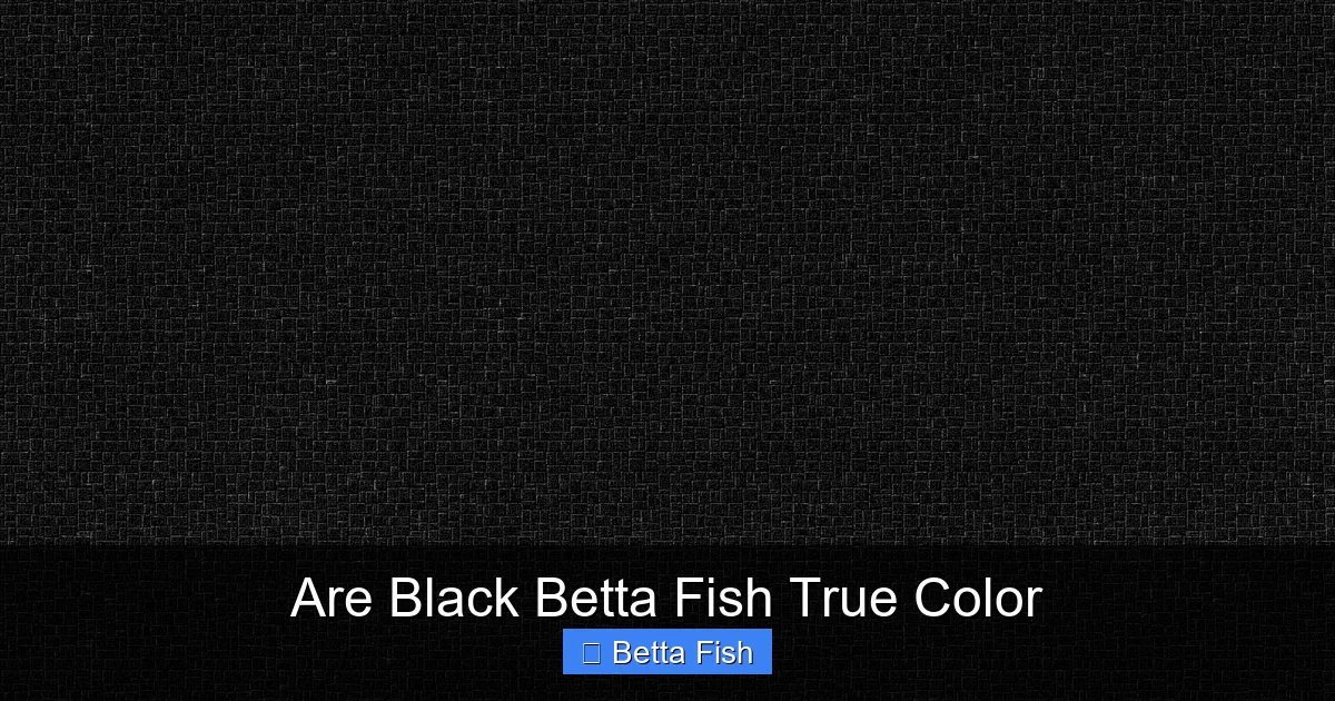 Are Black Betta Fish True Color