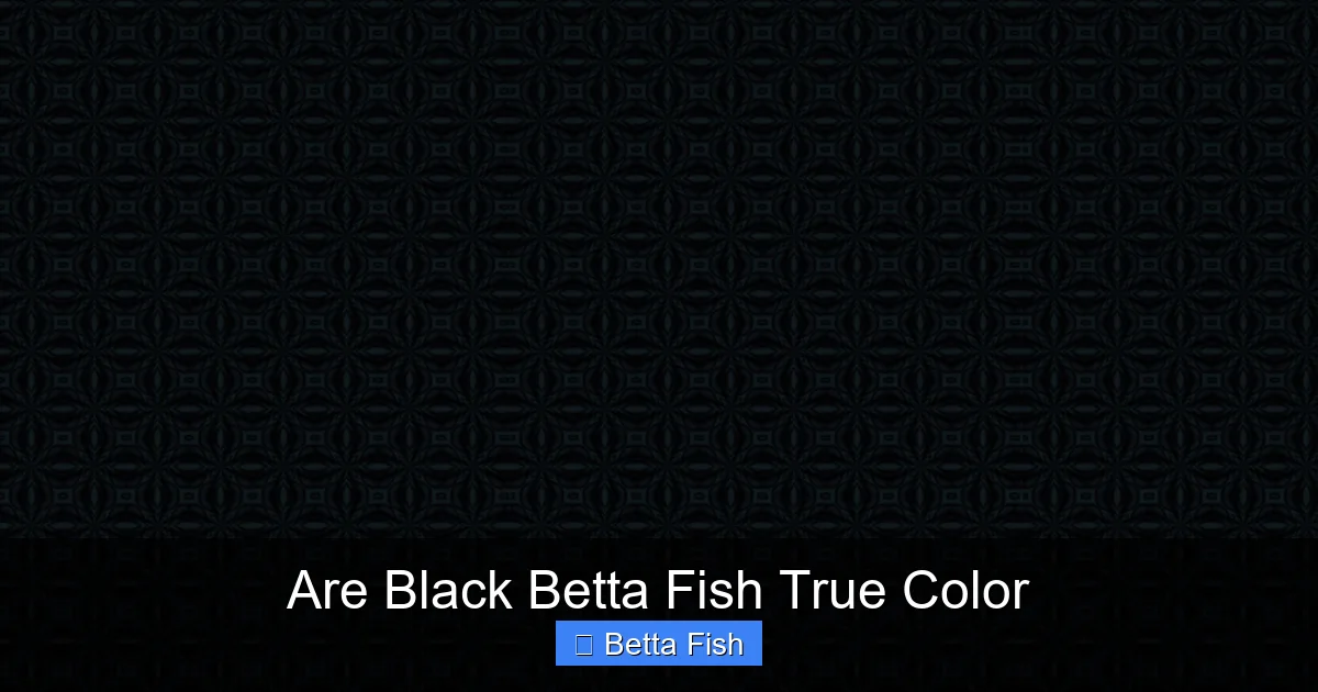 Are Black Betta Fish True Color