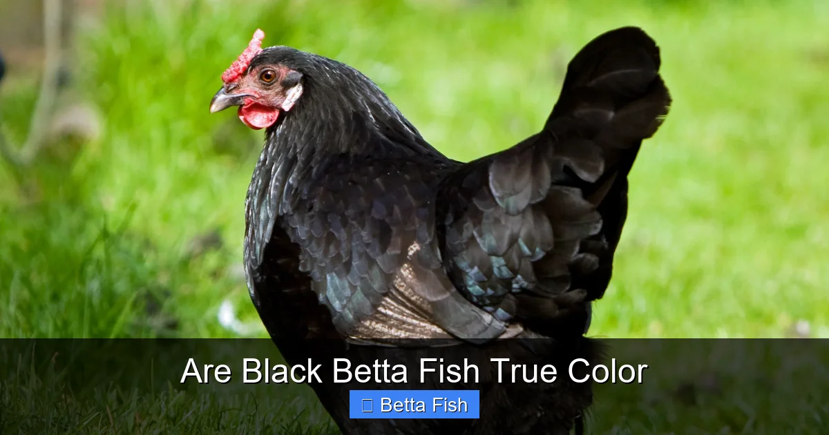 Are Black Betta Fish True Color