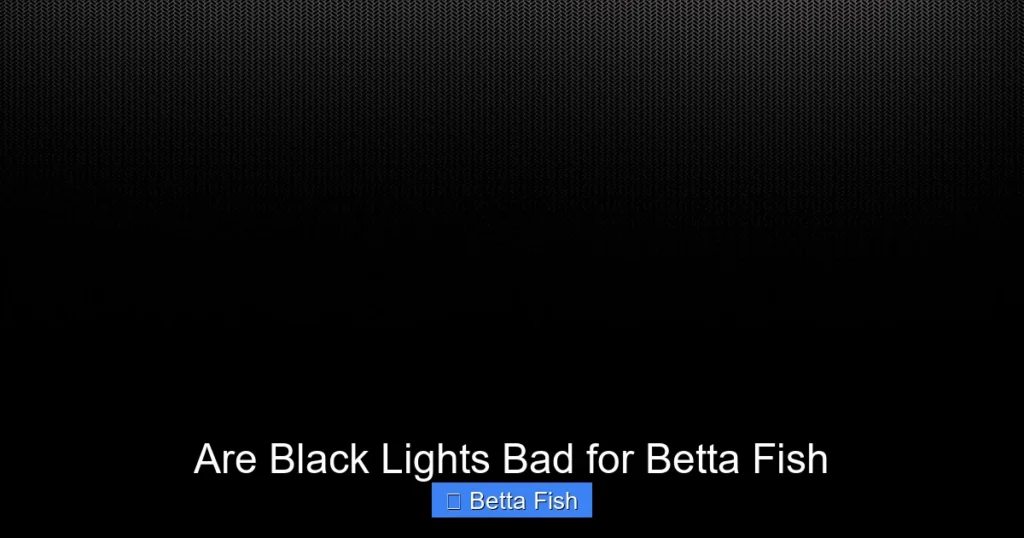 Are Black Lights Bad for Betta Fish